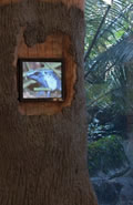 Photo of tree-shaped kiosk